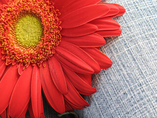 closeup of a red gerbera flower on a pair of blue demin jean background
