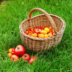 Harvest fresh organic tomatoes in a basket on a green lawn.