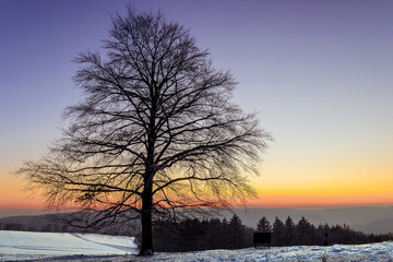 Fototapeta na wymiar Silhouette eines großen Baums im Sonnenuntergang im Westerwald
