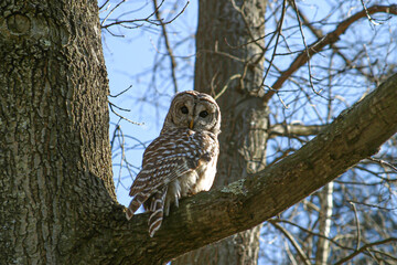 great horned owl sitting  a tree looking at the camera
