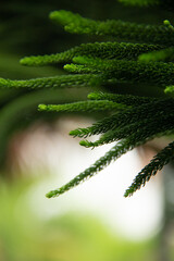 pine tree leaf close-up