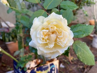 roses in the garden