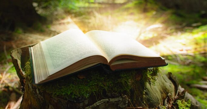 Open book with light flare. Mysterious printed book with a magical story. Learning is light and ignorance is darkness. Illuminated text in ancient scripture. Green nature background.