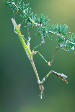 Empusa pennata mantis in green plant in nature