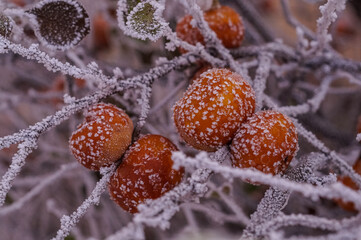 Brown small apples or datura on the bush with frost, ice and snow in winter
