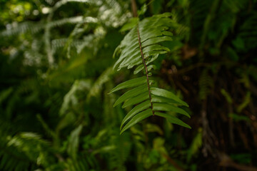 detail of a green leaf in a natural environment. greenery in the botanical garden. green wallpaper