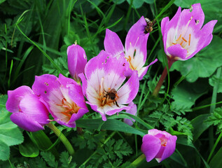 Busy Bees on Colchicum Autumnale