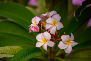 blooming plumeria in nature, flowering branch of plumeria in the exotic