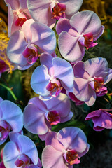 orchid in its natural environment, exotic plant, botanic gardens in singapore