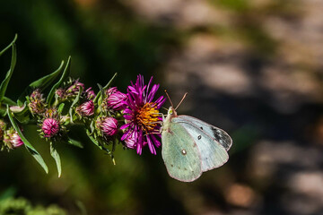 white butterfly on a flower
