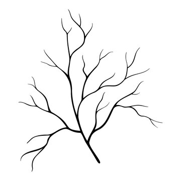 Tree branch without leaves, silhouette. Vector illustration