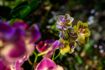 orchid in its natural environment, exotic plant, botanic gardens in singapore