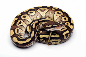 Ball python coiled on white background