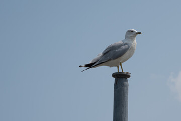 seagull on a post