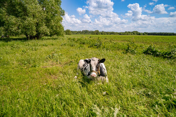cow resting in the meadow and eating grass