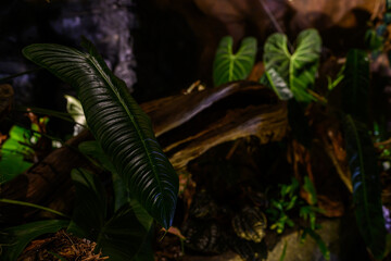 detail of a green leaf in a natural environment. greenery in the botanical garden. green wallpaper