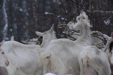 white goats eat branches in a winter snowy forest among large snowdrifts