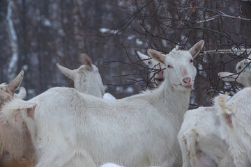 a white goat stands in a winter snowy forest among large snowdrifts