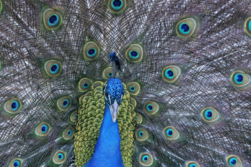 Obraz premium Pretty Peacock showing off