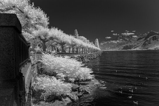 Black & White Infra Red image by the shore of Lake Geneva in Vevey, Montreux, Switzerland.