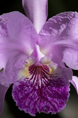 Exotic Purple Orchid in bloom
