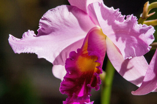 Exotic Purple Orchid in bloom © Allen Penton