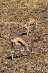 Naklejka na ściany i meble Thomson's Gazelles in Tanzania