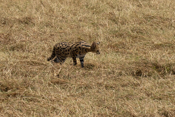 Fototapeta na wymiar A Serval in Tanzania