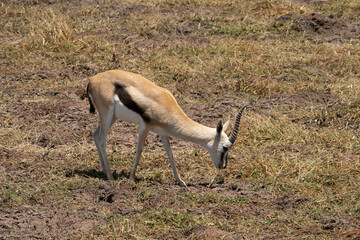 A Thomson's Gazelle in Tanzania