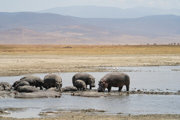 Naklejka na ściany i meble A Bloat of Hippopotami in Tanzania