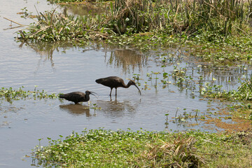 Ibises in Tanzania