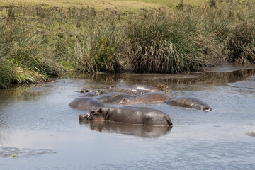 Fototapeta premium Hippopotami in Tanzania