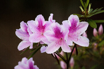 Azaleas in full bloom