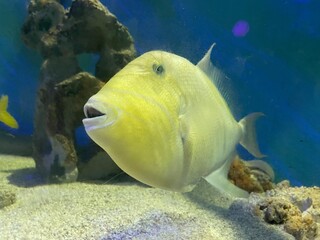 fish in aquarium