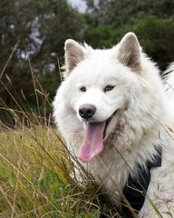 Samoyedo