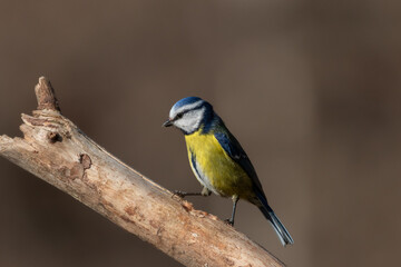 A Blue tit (Cyanistes caeruleus) perched on a branch.