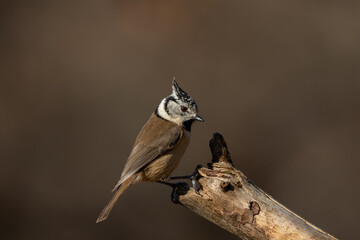 A Crested tit (Lophophanes cristatus) perched.