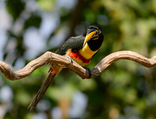 Chestnut-eared Aracari ,  detail portrait of wild bird from Pantanal, Brazil