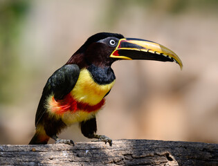 Chestnut-eared Aracari ,  detail portrait of wild bird from Pantanal, Brazil
