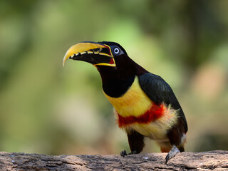 Chestnut-eared Aracari ,  detail portrait of wild bird from Pantanal, Brazil