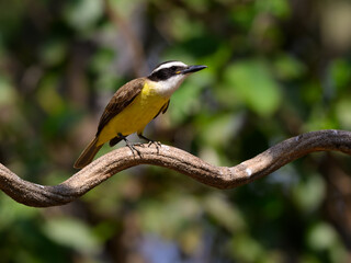 Fototapeta premium Lesser Kiskadee perched on tree branch in Pantanal, Brazil