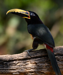 Chestnut-eared Aracari ,  detail portrait of wild bird from Pantanal, Brazil