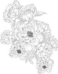 Hand drawn sketch of flower peony, beautiful botanical floral pattern illustration for coloring book or page, daffodil, narcissus flower sketch art bouquet of flower peony isolated on white background