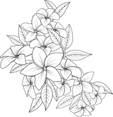 frangipani, plumeria flower sketch art. Sketch of outline flower coloring book hand drawn vector illustration artistically engraved ink art blossom narcissus flowers isolated on white background.