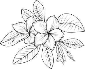 frangipani, plumeria flower,  Monochrome hand-drawn vector floral pattern, sketch illustration with flowers. flower design for card or print. hand-painted flower illustration isolated on white.