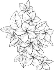 Set of a decorative stylized frangipani flower, isolated on white background. Highly detailed vector illustration, doodling and zentangle style, tattoo design blossom nurcissus flowers.