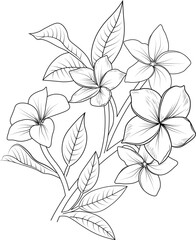 lily of the valley isolated on white, frangipani flowers pencil art botanic collection.