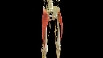 Tensor Fasciae Latae Muscle anatomy for medical concept 3D rendering