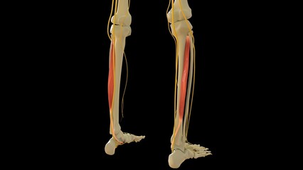 Tibialis Posterior Muscle anatomy for medical concept 3D rendering