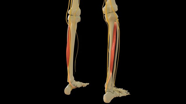 Tibialis Posterior Muscle anatomy for medical concept 3D rendering